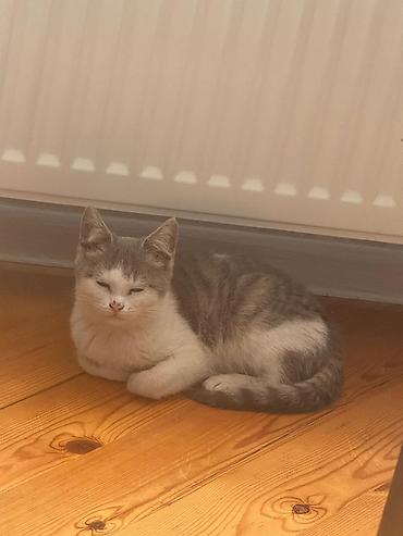 Pişiklər: Yaxşı əllərə — 1