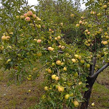Продажа коттеджей и домов: Продаю дом в Иссык-Кульской области, село Григорьевка-Пристань. 4 — 8