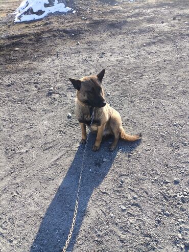 Продажа собак: Порода: бельгийская овчарка (малинуа) Самец Описание: - ОПЫТНЫЙ — 9