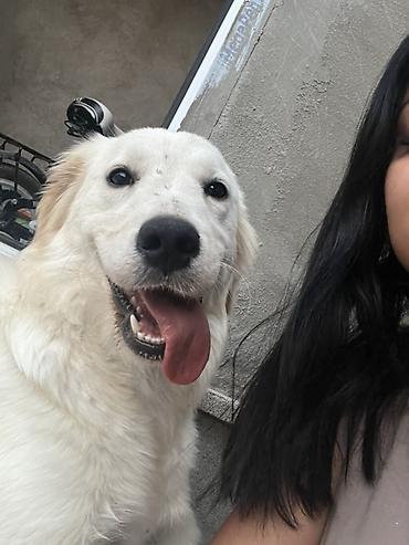 itler pulsuz: Retriever, 8 ay, Dişi — 4