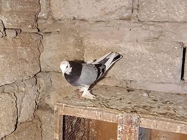 quşlar: 14 tuk maya 35 azn unvan Bakı — 1