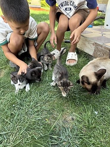 сиамский кот сколько стоит: Котята от домашней кошки Сиамской породы 

Отдам в хорошие руки — 3