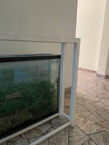 soda: Akvarium
73sm/96sm/20sm
Продается со стойкой для Аквариума(железная at lalafo.az soda: Akvarium
73sm/96sm/20sm
Продается со стойкой для Аквариума(железная