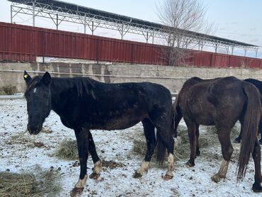 Лошади, кони: Продаю | Кобыла (самка) | Полукровка | Для разведения | Племенные — 10