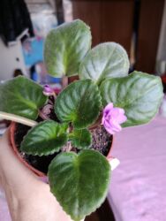 ич кийим: Сенполия (фиалка узамбарская) в горшке. - Компактный розеточный куст