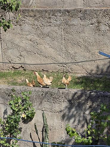 минорка куры: Продаю | Куры | Для разведения — 3