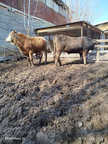 Коровы, быки: Продаю | Бык (самец) | Алатауская, Симментальская — 6