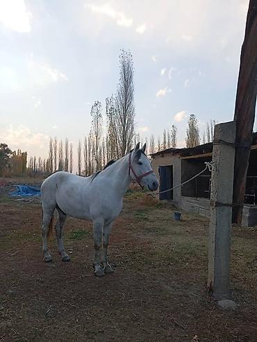 Лошади, кони: Продаю | Жеребец — 2