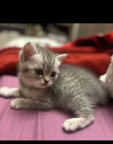 Pişiklər: Britan, Erkək, Dişi, Yaxşı əllərə, Ödənişli çatdırılma — 10