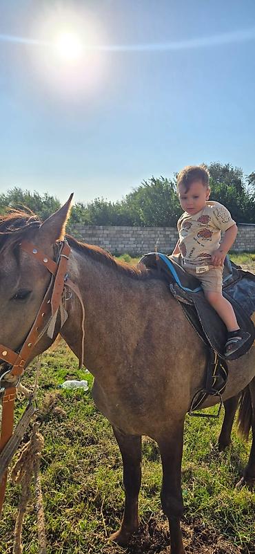 cins buzovların satışı: Salam tecili satlir deye bu qiymete verem yorgada gedir caparaqda — 3