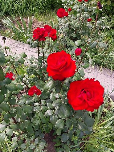 Продажа коттеджей и домов: 🏡 Продается Дача 📌 О доме: 	•	Кирпичный дом 56кв.м .Две жилые комнаты — 13