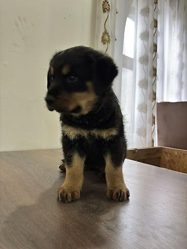 İtlər: Rotveyler, 2 ay, Dişi — 5