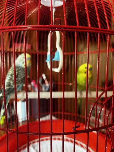 Məhəbət Quşlari 🦜 самка, самец