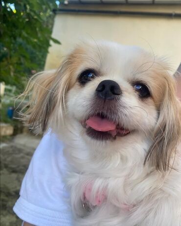 İtlər: Pekines, 8 ay, Dişi