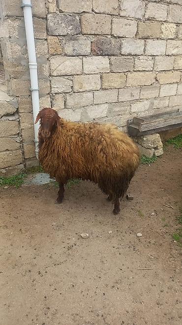 Mal-qara: Qoyun – yerli cins, uzun və qalın yunlu - Növ: qoyun (erkek) - Rəng — 1