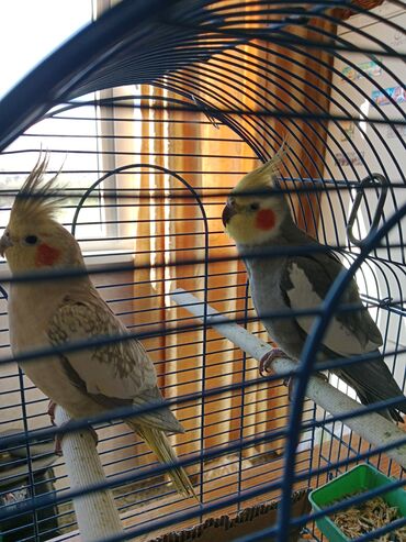 домашняя птица: Продаются попугаи-кореллы вместе с клеткой, для домашней радости