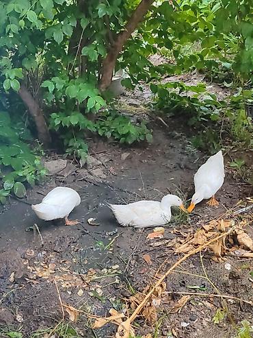 qaz ördek: Ağ rəngli ördəklər - Növ: ev ördəyi (ağ lələklər, narıncı dimdik və — 1