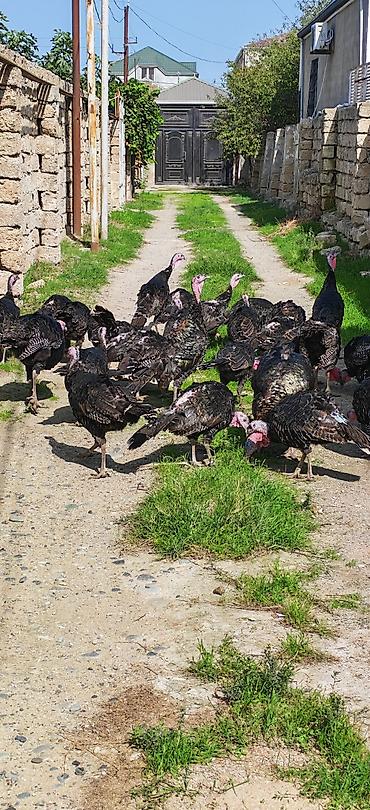 tovuz quslari: Dişi, Kanada, Damazlıq, Ödənişli çatdırılma — 2
