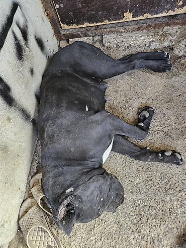 cane corso yavru: Kane-Korso, 2 il, Dişi, Peyvəndli — 3