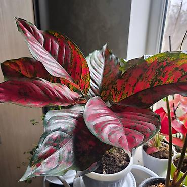 Антуриумы: Антуриум Андре (Anthurium andreanum) в декоративном кашпо. - — 11