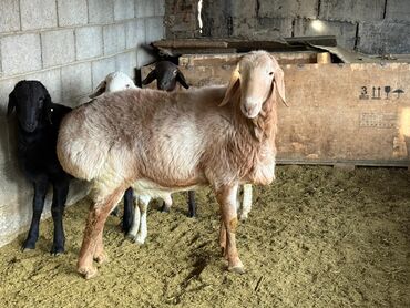 Бараны, овцы: Продаю | Баран (самец) | Арашан, Полукровка | Для разведения | Племенные, Осеменитель — 9