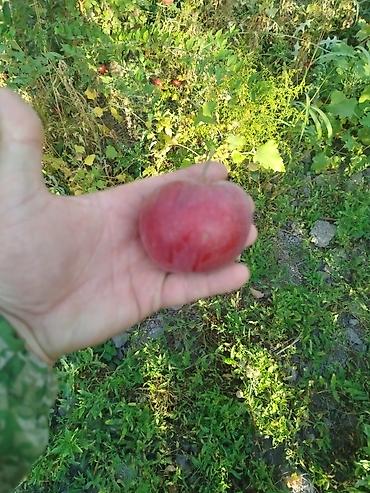 малина банка: Яблоки Оптом — 5