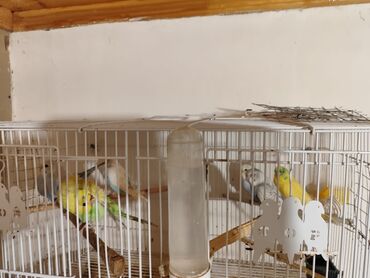 Qəfəslər: Bina evinə köçməyimlə bağlı olaraq papuqay ferması satılır. Cavan — 3