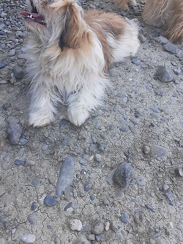 İtlər: Pekines, 5 ay, Erkek, Ödənişli çatdırılma — 8