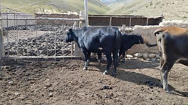 Продажа собак: Продаю | Корова (самка) | Полукровка | Для разведения — 4