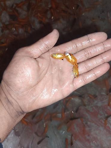 oranda: Qızıl balıq, Sülhsevər, Ünvandan götürmə — 4
