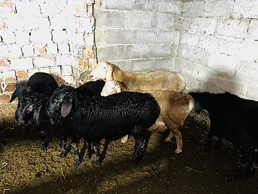 Баран, овца: Продаю | Баран (самец), Ягненок | Арашан, Гиссарская | На забой, Для разведения | Осеменитель, Племенные — 1