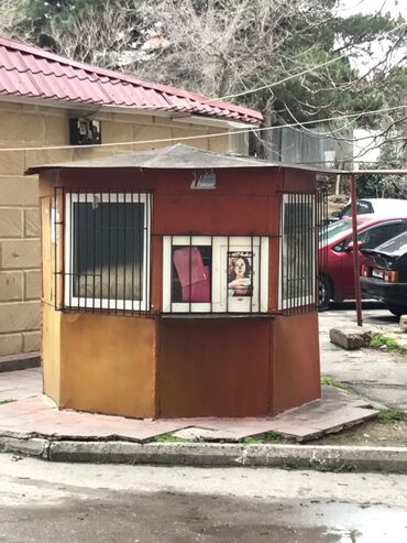 Растения: Köhnə Günəşli. Ünvan: İnqilab İsmayılov kücəsi BİNA 46'nın qarşısında
