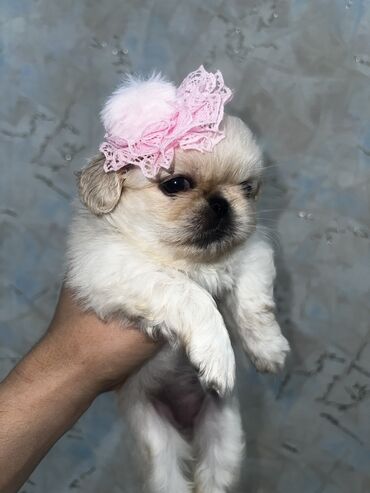 sahibsiz itlər: Pekines, 1 ay, Dişi, Ünvandan götürmə