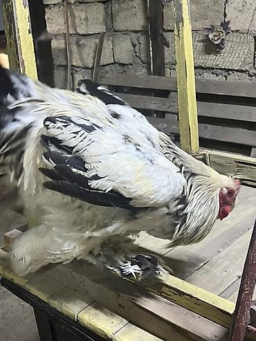qu qusu satisi: Toyuq, Brama, Damazlıq — 8