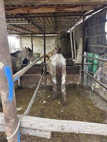 Другие животные: Байланган тайлар сатылат 6 баш Адрес Кун-Туу — 6