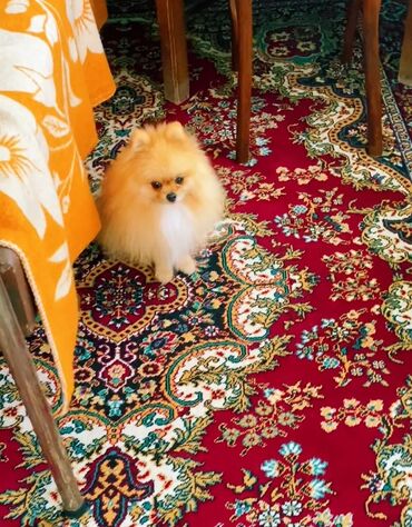 İtlər: Şpitz — 9