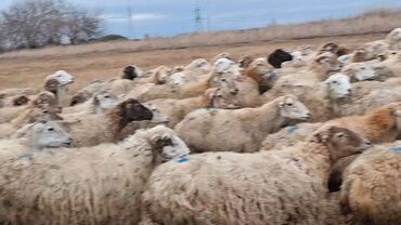 Qoyunlar, qoçlar: Otlaqda otlayan bir sürü qoyun. Qoyunların əksəriyyəti açıq rəngli — 2