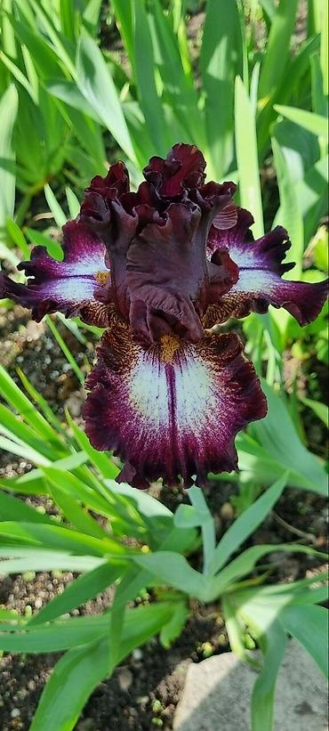 Другие садовые цветы и кустарники: В продаже саженцы сортовых ирисов из личной коллекции Все фото мои! at lalafo.kg — 11 Другие садовые цветы и кустарники: В продаже саженцы сортовых ирисов из личной коллекции Все фото мои! — 11