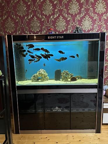 Akvariumlar: Akvarium-şkaf, Boş, 487 l, Ödənişli çatdırılma — 1