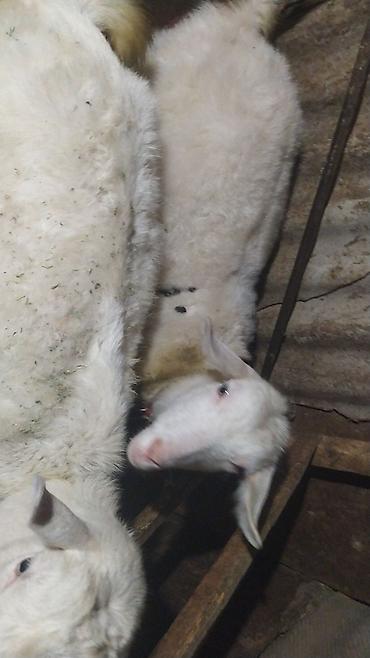 Козы, козлы: Продаю | Коза (самка) | Зааненская | Для разведения — 4