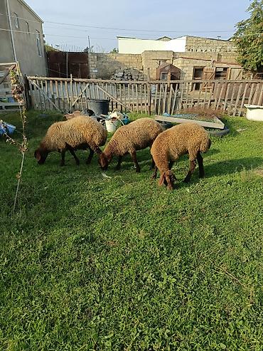 cin bildircin yumurtasi: Dişi, Qala, il: 1, 40 kq, Damazlıq, Ətlik — 4