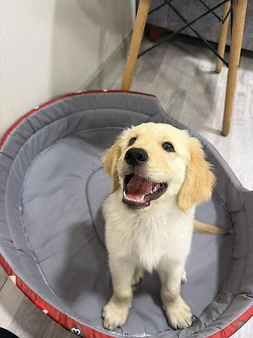 golden retriever balası: Safqan golden retriever balasıdır, 2 aylıq erkey baladır, veterinerde — 1