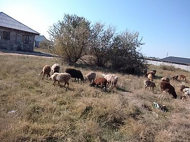 пони лошад: Продаю | Овца (самка) | Полукровка | Для разведения | Матка — 5