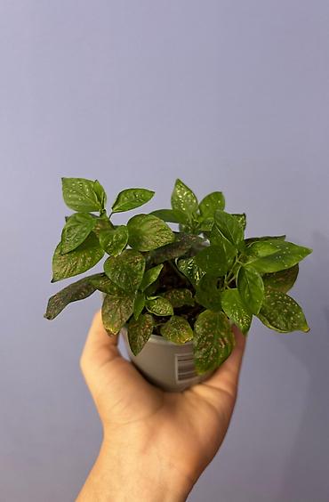 gozel gül sekilleri: İçməkan bəzək bitkisi – Aqualqa (Hypoestes/“Polka dot plant”) tipli — 2