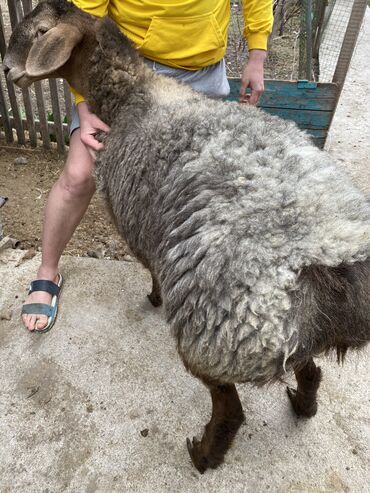 стрижка овец сокулук: Продаю | Овца (самка) | Ярка