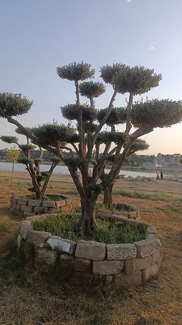 agac: Bonsai formasında budanmış zeytun ağacları - Növlə: Olea europaea — 2