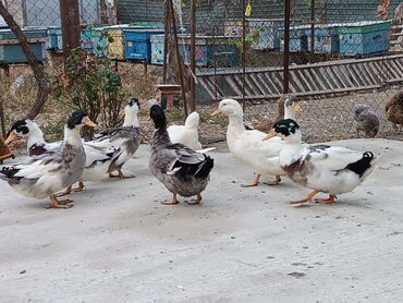 ördək balası və cücə: 9dənə ördəkdi və 6 aylıqdır. 6 erkək, 3dişi