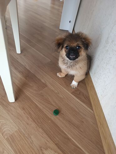 Hyundai: Pekines, 3 ay, Erkek, Peyvəndli, Ünvandan götürmə