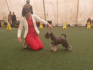 Psi: Patuljasti Snaucer Biber so boja 5 zenki 1 muzjak Stenad su iz — 13