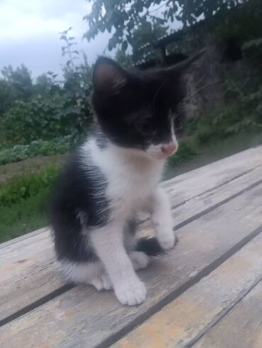 где можно купить кошку: Кошка даром: Беспородная, 2 месяца, Мальчик, Приучена к лотку